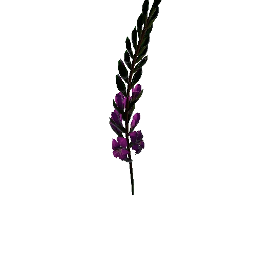 flower gladiolus 3.5